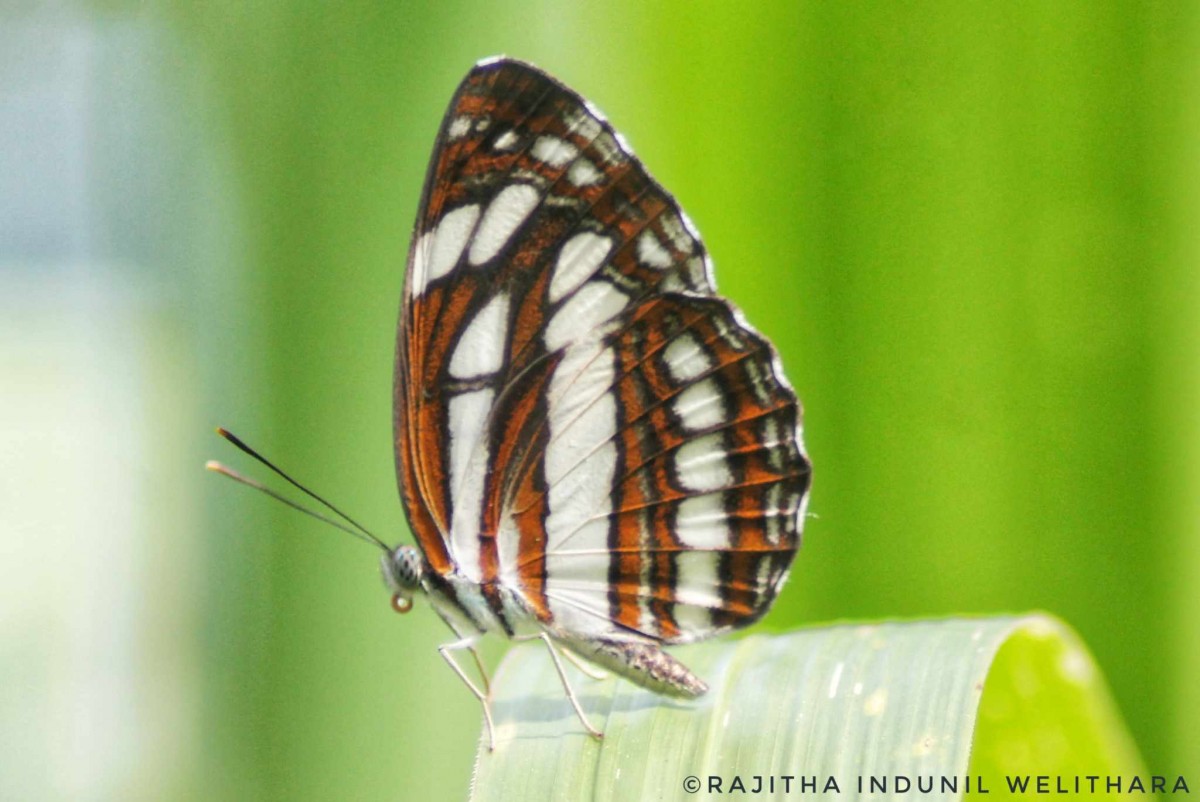 Neptis hylas Linnaeus, 1758